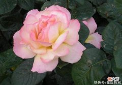 【十二星座】生肖狗今年下半年运势如何？不缺贵人，不见小人，钱多事少