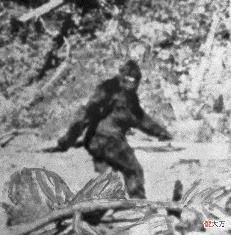 【爱历史】神农架野人频频出没：近千人声称见到野人，中国三次考察揭开真相