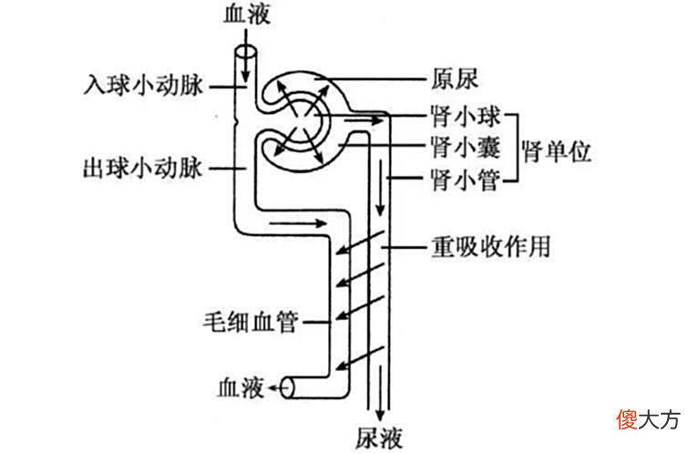 【历史故事】炼金术士布朗特，囤积尿液想要提取黄金，却意外发现了磷元素