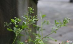 农村一种奇怪野草，开花像鱼眼睛，煮水更是厉害，消炎又止泻
