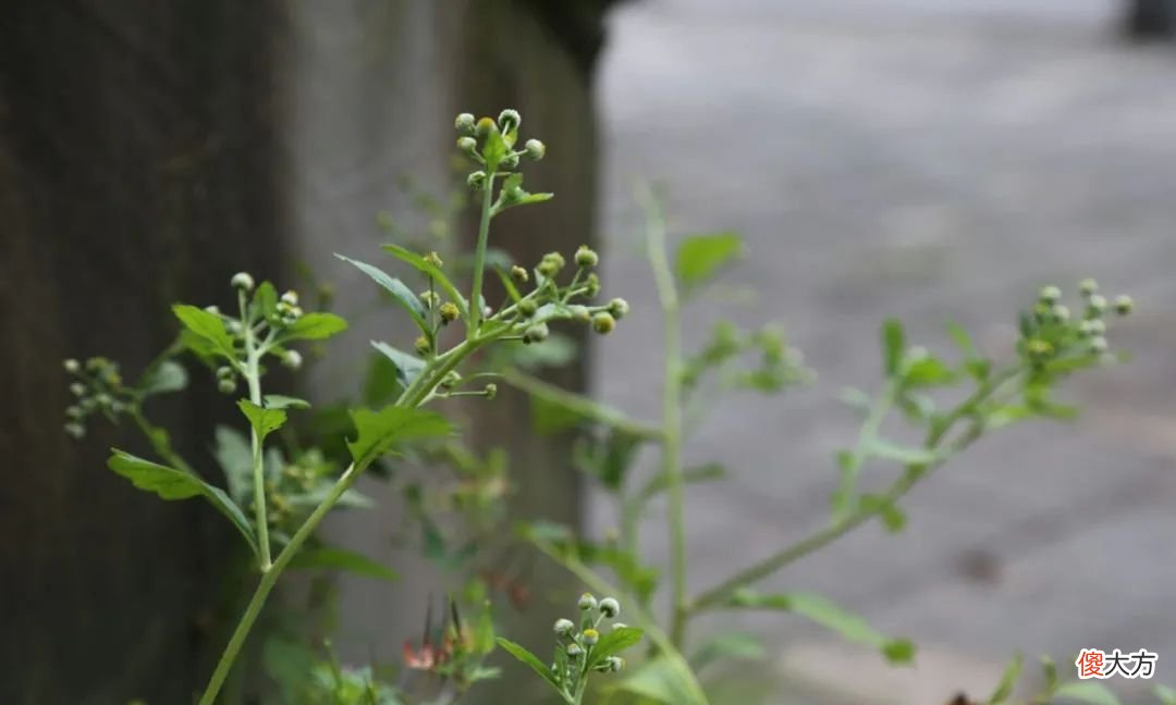 农村一种奇怪野草，开花像鱼眼睛，煮水更是厉害，消炎又止泻