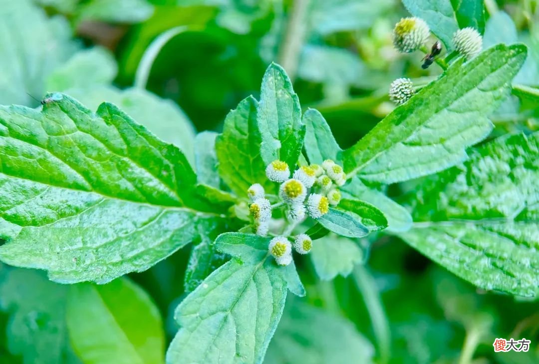 农村一种奇怪野草，开花像鱼眼睛，煮水更是厉害，消炎又止泻