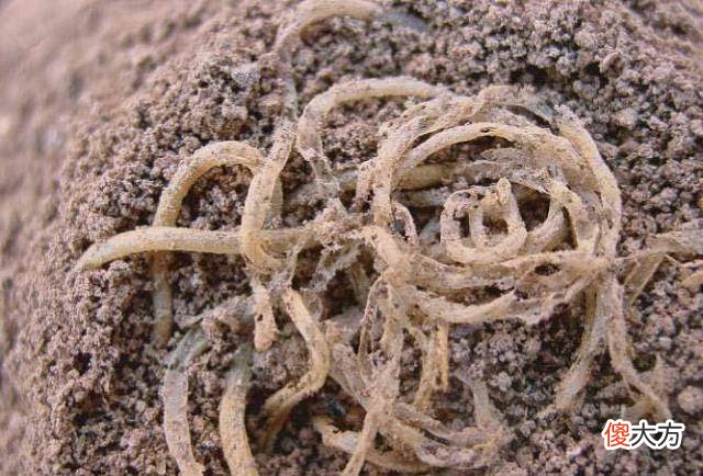 【爱历史】考古学家发掘4000年前的青海喇家遗址