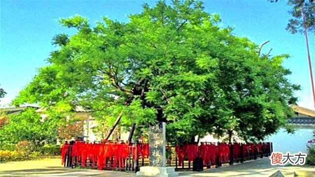 【爱历史】江苏宿迁出土一株有2200年历史的古槐树，相传为项羽所种