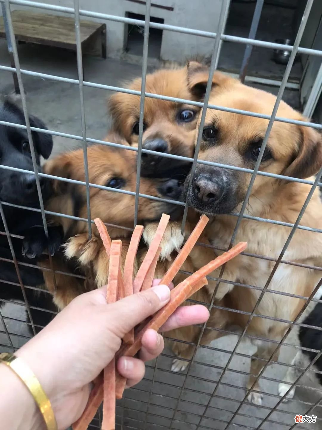『周记』夏季撸狗洗刷刷