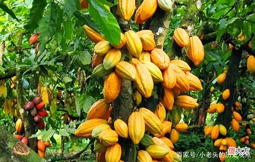 【历史故事】康熙第一次吃巧克力，看了900多字的“说明书”，淡淡说了3个字
