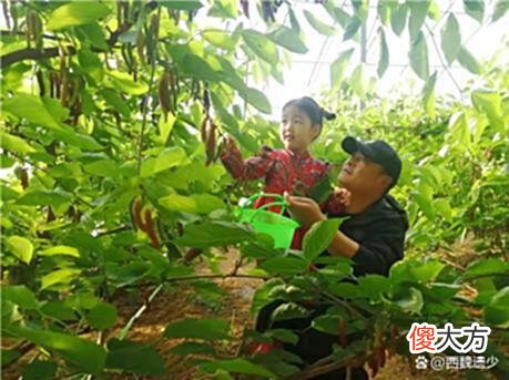 【历史故事】涞水的桑葚，为什么那么“红”？