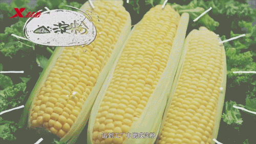 【时尚一点】论面料黑科技，“种”出来的衣服你想试试吗？