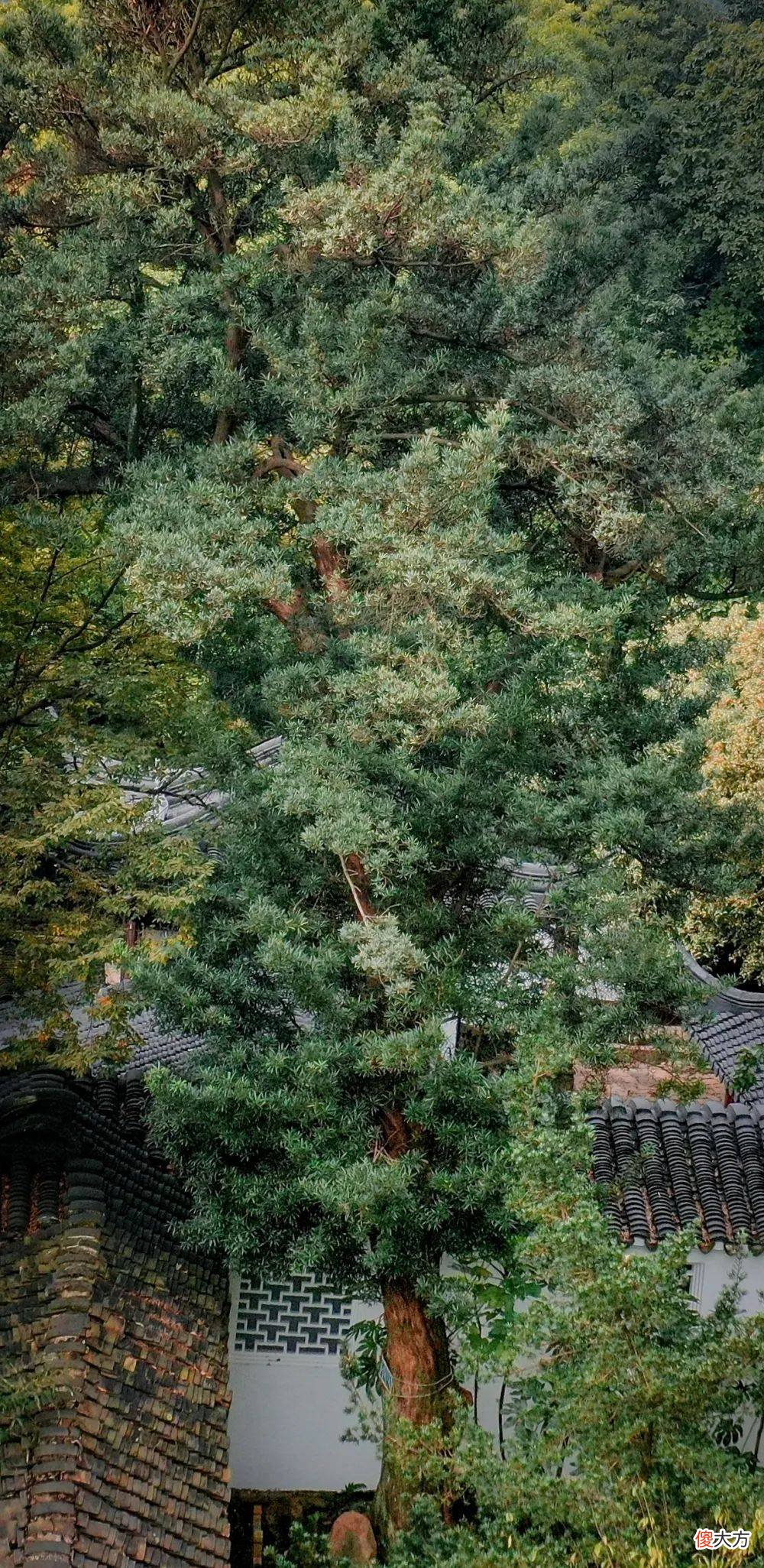 【爱历史】“考神”原来就在苏州天平山！