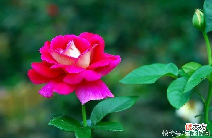 【十二星座】生肖兔的黄金年龄是几岁？好运常来，赚钱能成，还有人爱