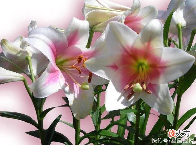 【十二星座】生肖兔的黄金年龄是几岁？好运常来，赚钱能成，还有人爱