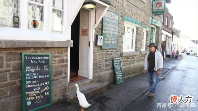 英国小镇一只鸭子成网红，跟着主人喝啤酒，喝醉后还打骂狗狗！