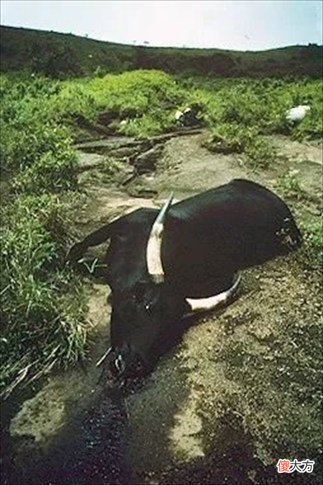 1986年非洲“杀人湖”一夜夺走1700人生命，将水抽干后，揪出凶手