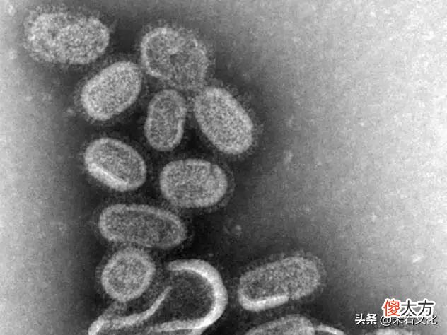 【爱历史】10种虫子改变了人类文明