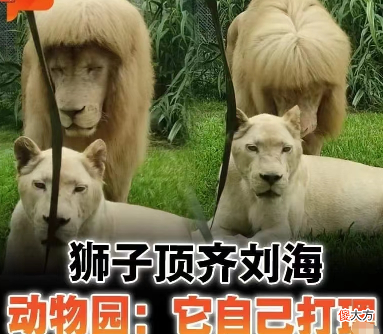 【就爱时尚】新晋网红狮子“阿杭”再现齐刘海，出圈海外媒体，引日本欧美多家媒体报道！