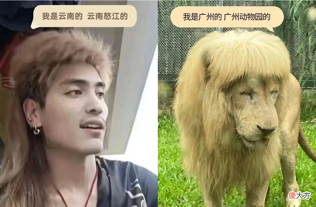 【就爱时尚】新晋网红狮子“阿杭”再现齐刘海，出圈海外媒体，引日本欧美多家媒体报道！