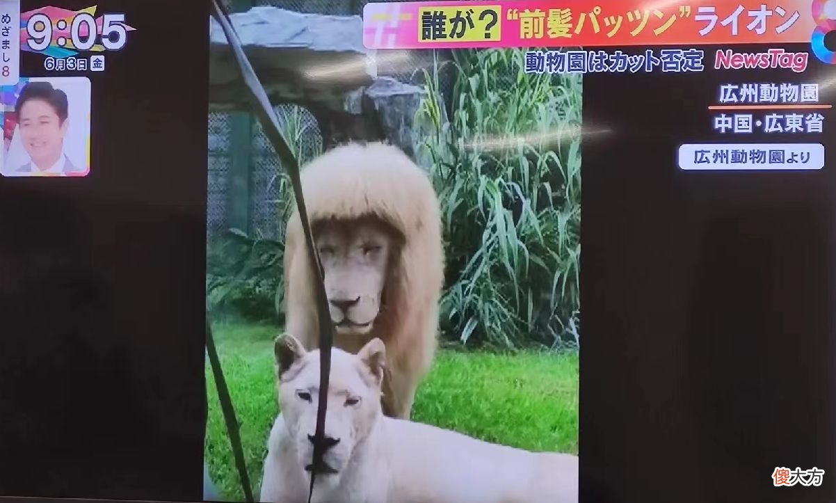 【就爱时尚】新晋网红狮子“阿杭”再现齐刘海，出圈海外媒体，引日本欧美多家媒体报道！