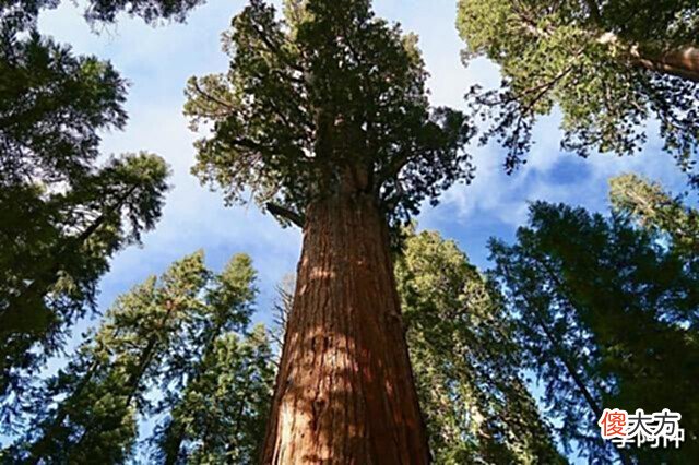【历史故事】世上最大的树,存活3200年,重达2800吨,它出生时中国还是商朝
