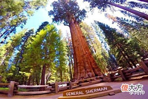【历史故事】世上最大的树,存活3200年,重达2800吨,它出生时中国还是商朝