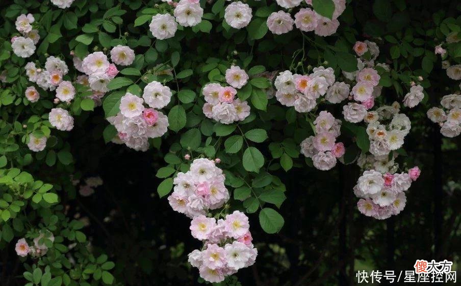 【十二星座】生肖兔出生在几点钟，桃花运一直不差，受人欢迎，衣食无忧