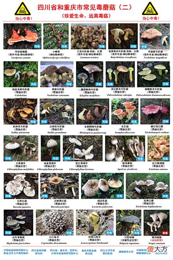 【游戏世界】好看但别吃！最新版川渝野生毒蘑菇图鉴来了