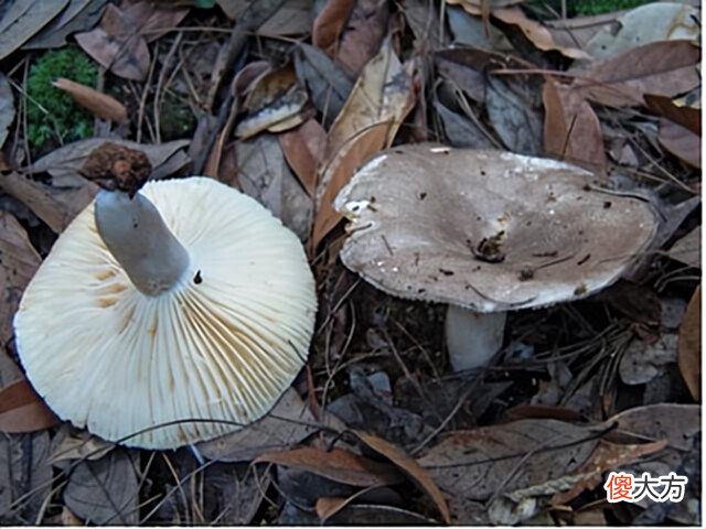 【游戏世界】好看但别吃！最新版川渝野生毒蘑菇图鉴来了