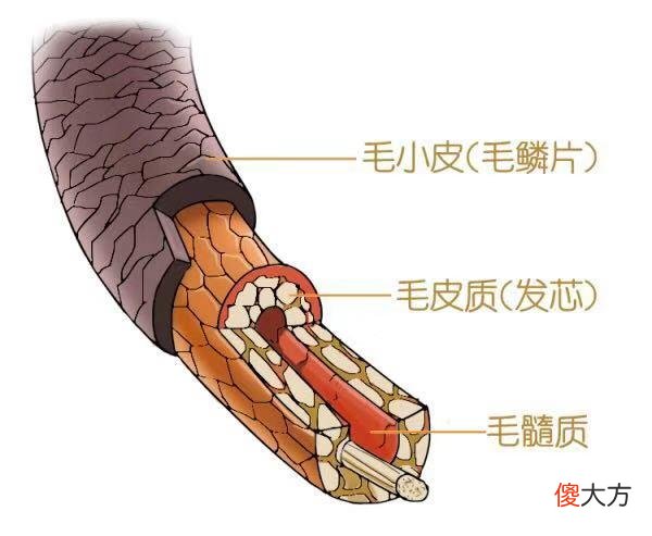 【就爱时尚】为什么你的头发总是细软？