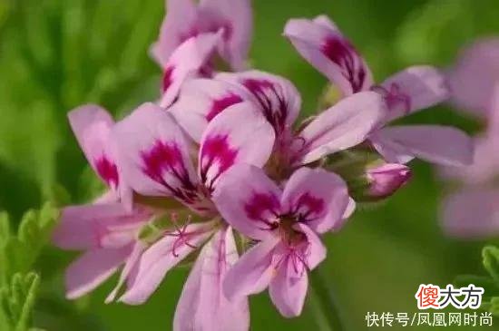 【就爱时尚】长了脂肪粒到底挤不挤？一分钟教你处理它的正确方式