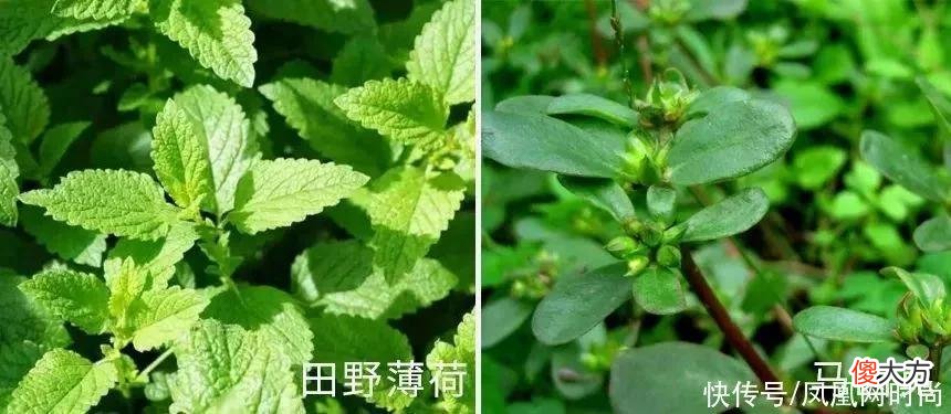 【就爱时尚】长了脂肪粒到底挤不挤？一分钟教你处理它的正确方式