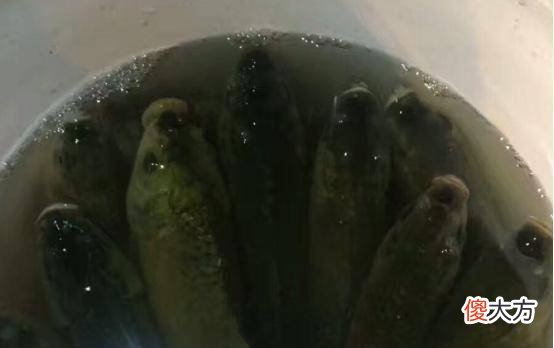 【历史故事】刘伯温临终送朱元璋一筐鱼，朱元璋不明白，直到17年后才恍然大