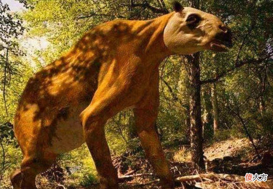 【爱历史】史前生物“驴头狼”复活？已灭绝50万年，再次出现预示着什么