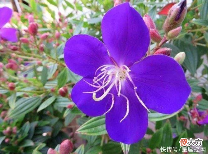 【十二星座】生肖猪在几岁，遇见人生转折点？霉运不再来，家庭不再穷