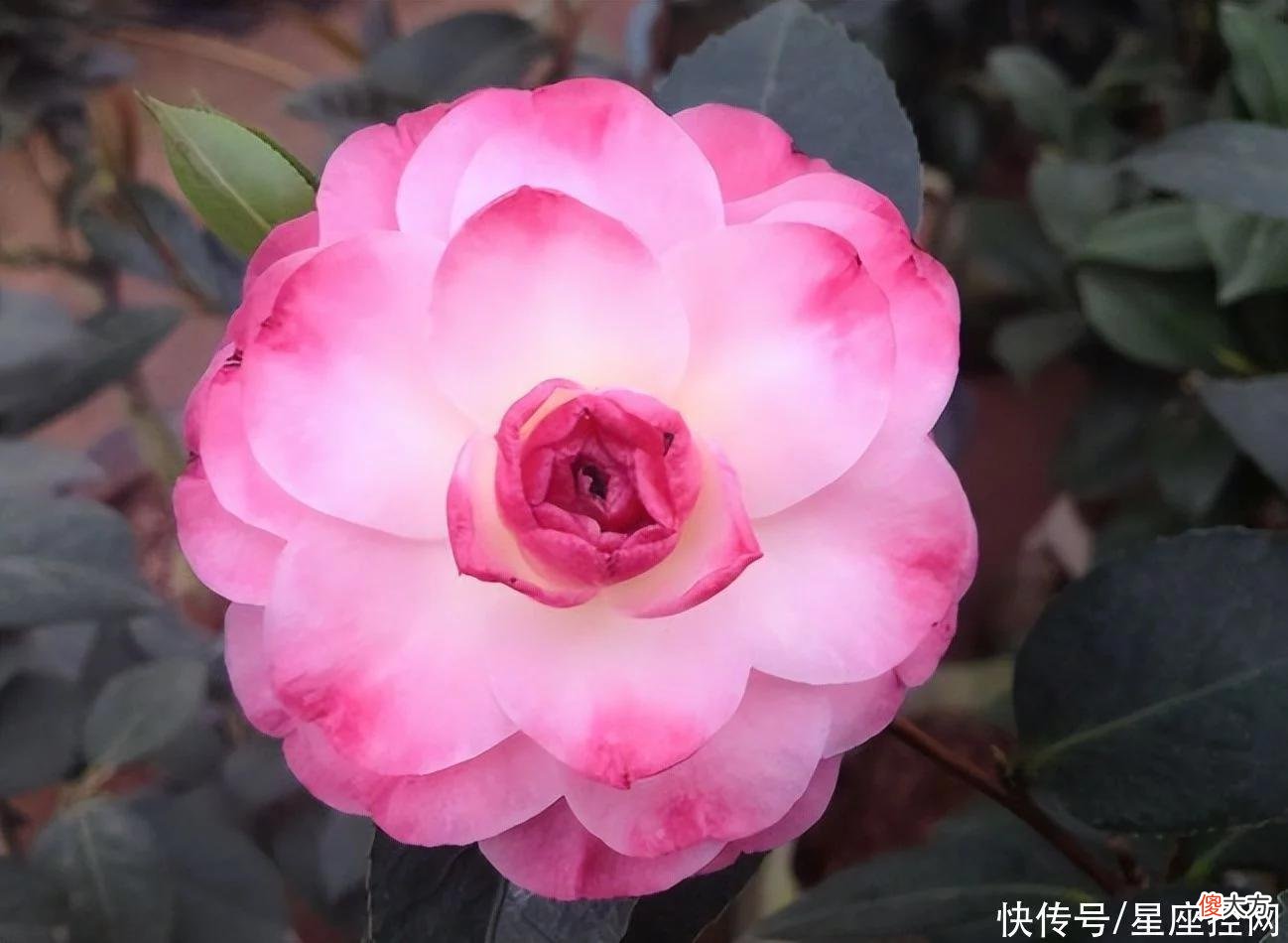 【十二星座】生肖鸡的人,几月容易晋升,几月容易致富,几月得真爱?