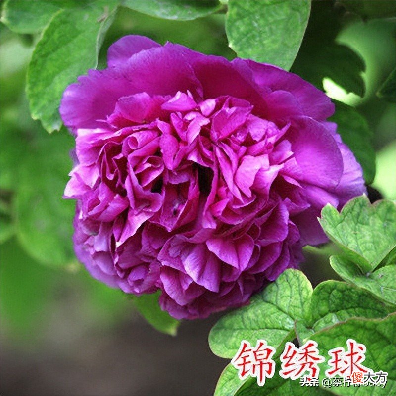 18种美丽牡丹花你见过吗 牡丹花有多美