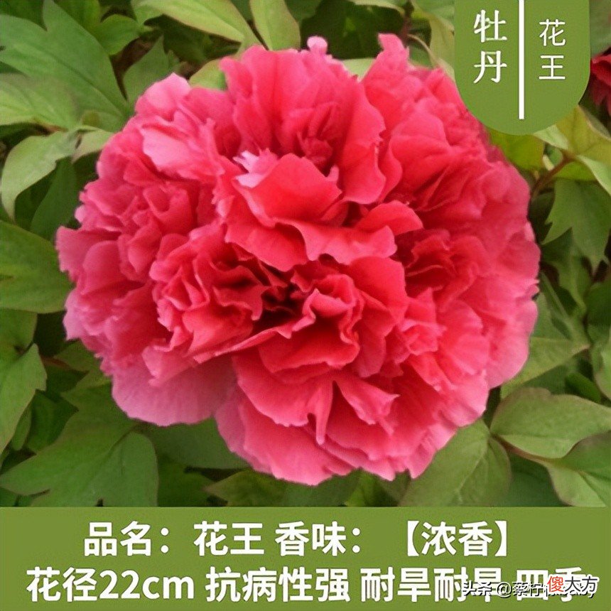18种美丽牡丹花你见过吗 牡丹花有多美
