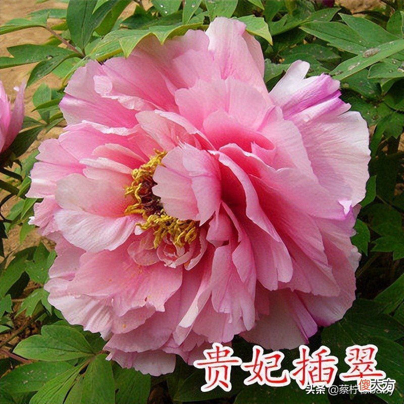 18种美丽牡丹花你见过吗 牡丹花有多美