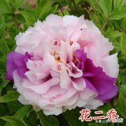 18种美丽牡丹花你见过吗 牡丹花有多美