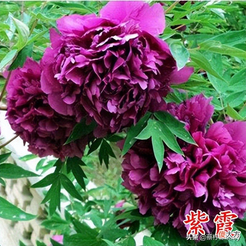 18种美丽牡丹花你见过吗 牡丹花有多美