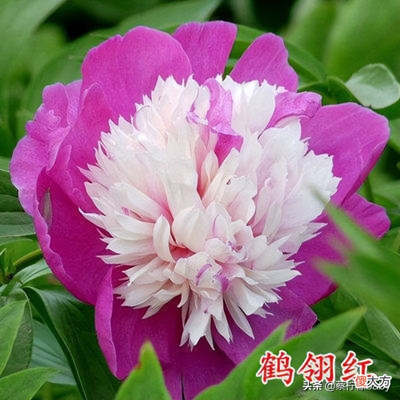 18种美丽牡丹花你见过吗 牡丹花有多美