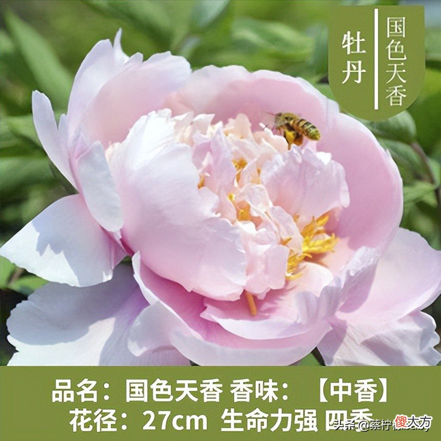 18种美丽牡丹花你见过吗 牡丹花有多美