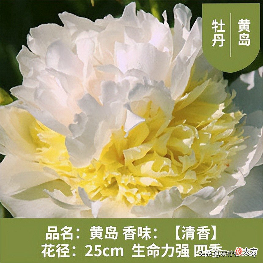 18种美丽牡丹花你见过吗 牡丹花有多美