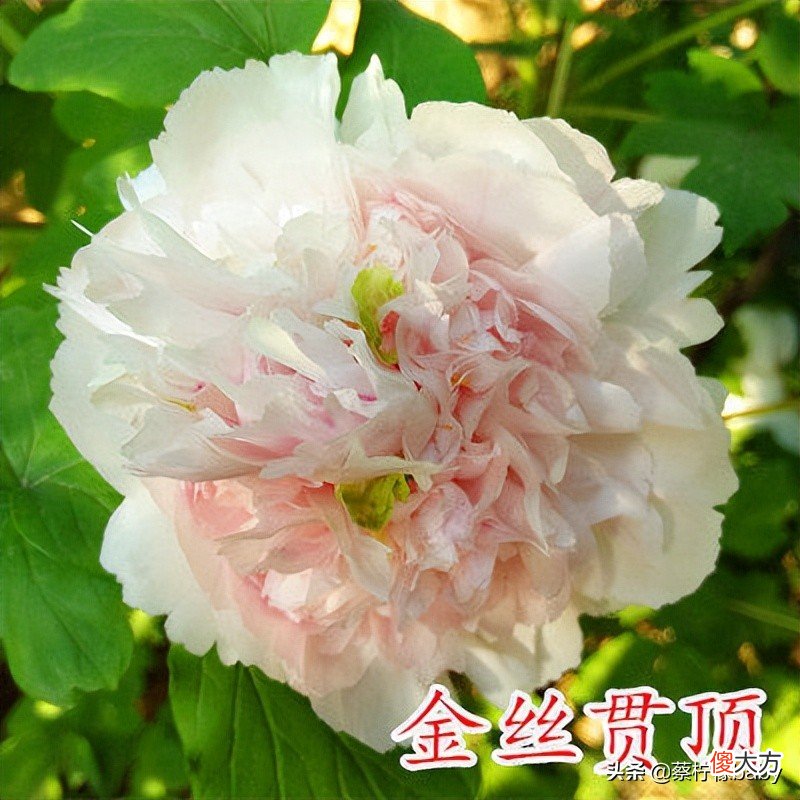 18种美丽牡丹花你见过吗 牡丹花有多美