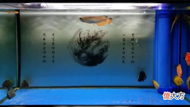 黑水各有哪些作用 鱼缸黑水有什么用
