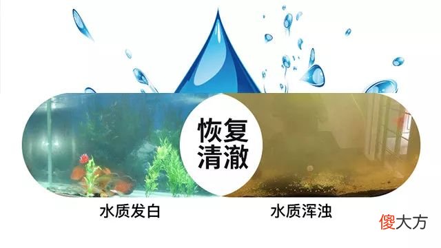 黑水各有哪些作用 鱼缸黑水有什么用