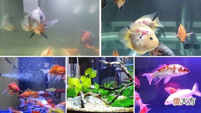 黑水各有哪些作用 鱼缸黑水有什么用