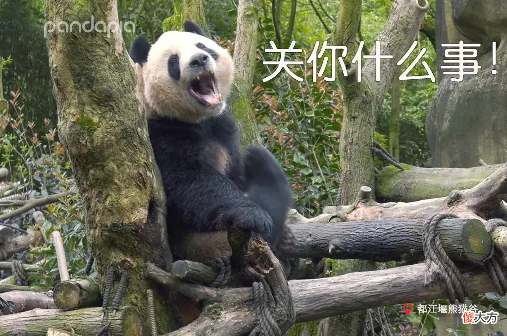 有一种肉肉大有妙处 肉肉有什么用