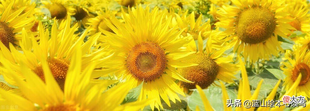 一年四季的花 一年四季的花有哪些