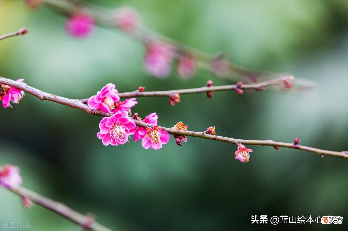 一年四季的花 一年四季的花有哪些