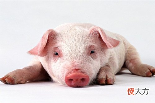 属猪男怕什么的女人(图文)