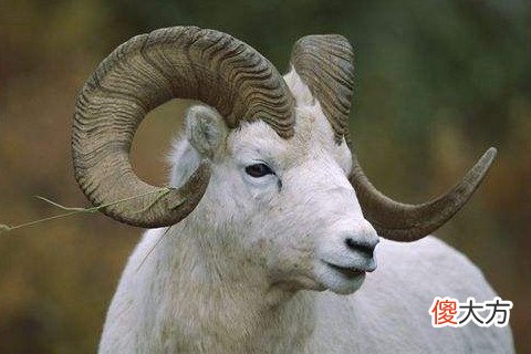 2003年属羊人2022年佩戴什么开运饰品好